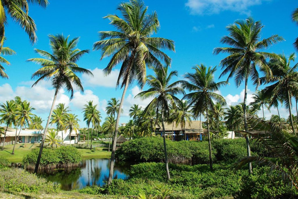 brazil, beach, coconut trees-893551.jpg