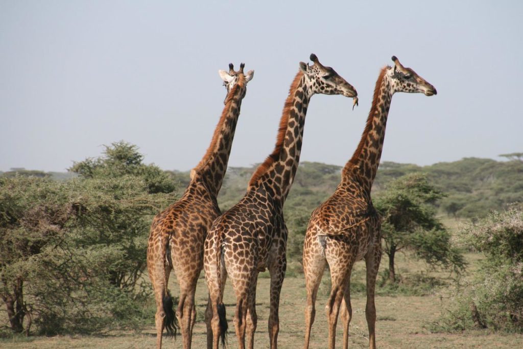 giraffes, animals, mammals-1330814.jpg
