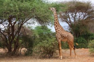 giraffe, bird, friends-16998.jpg