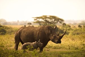 rhino, calf, horns-6065480.jpg
