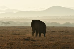 african elephant, animal, sunset-7253752.jpg