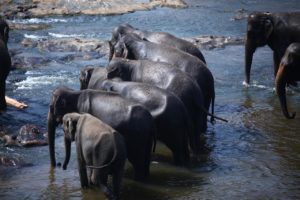 elephants, herd, family-6498609.jpg
