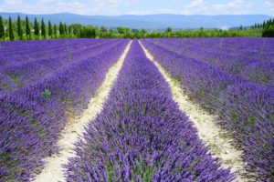 lavender field, dirt road, path-1595577.jpg