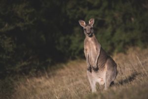 eastern grey kangaroo, kangaroo, animal-7059640.jpg
