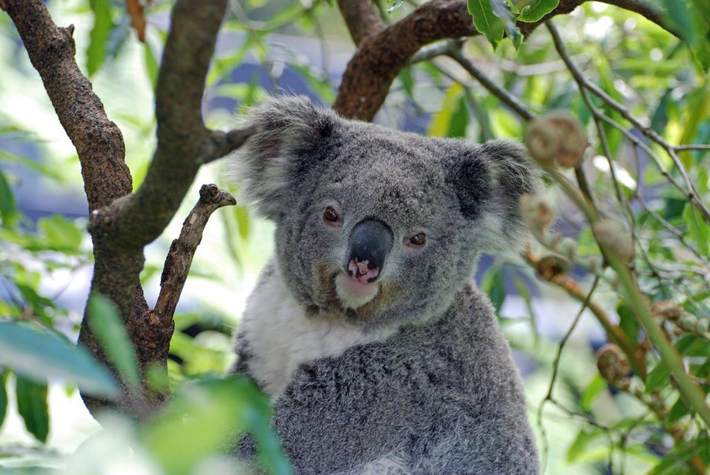 koala, australia, zoo-2363007.jpg