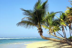 cuba, beach, coconut trees-1092372.jpg