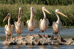 great white pelicans, birds, rock-5791396.jpg