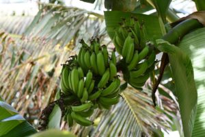 banana plant, bananas, cape verde-3877237.jpg