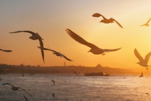 birds, seagulls, sunset-7103460.jpg