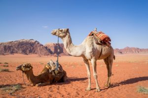 camel, wadi rum, desert-1120371.jpg