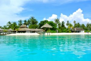 maldives, coconut tree, sea-262516.jpg