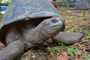 seychelles, turtle, seychelles-3770446.jpg