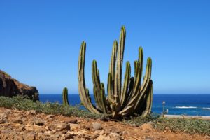 tenerife, cactus, cactus plant-782267.jpg